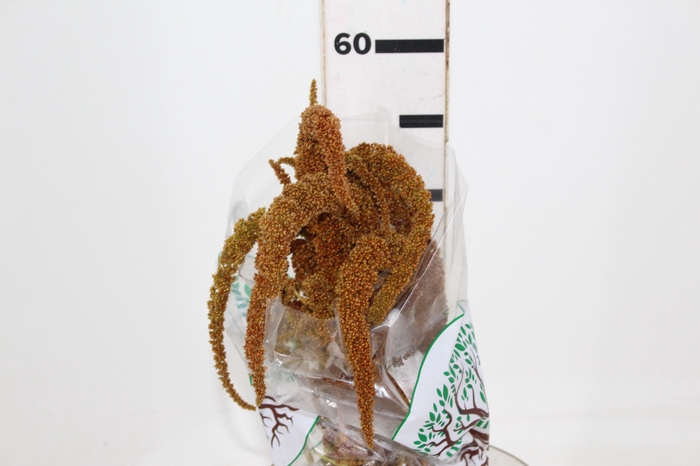 <h4>AMARANTHUS DOBRADO 060 CM BRONZE</h4>