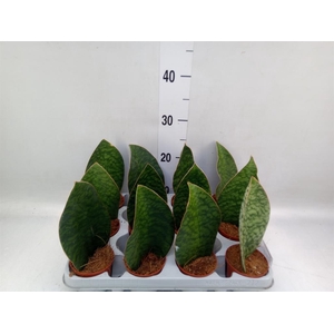 Sansevieria grandis