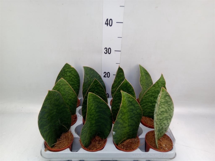 <h4>Sansevieria grandis</h4>
