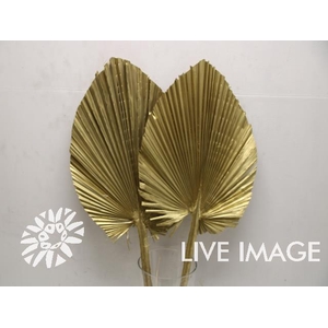 Dried palm kingspear gold