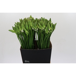 Ornithogalum Mount Fuji