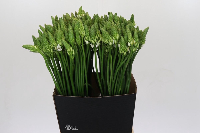 Ornithogalum Mount Fuji