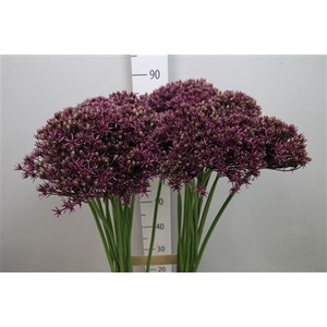 Allium Miami