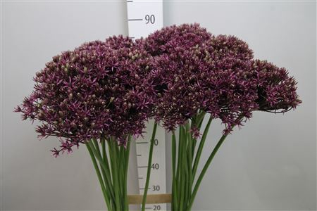 <h4>Allium Miami</h4>