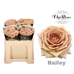 R GR BAILEY! x40