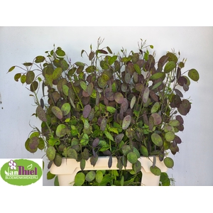 LUNARIA ANN PAARSE P