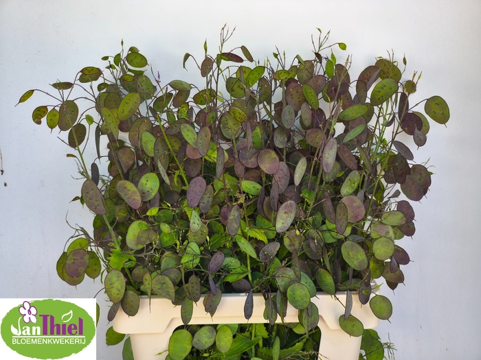 <h4>LUNARIA ANN PAARSE P</h4>