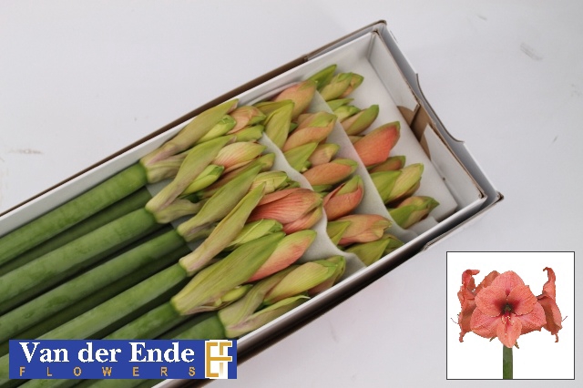 <h4>Hipp Ga Bouquet</h4>