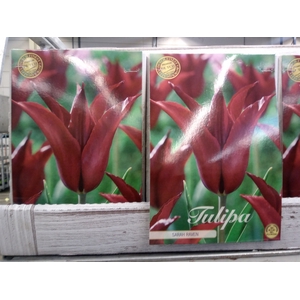 Tulipa   ...flowerbulbs