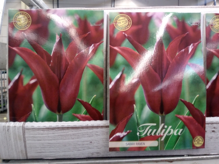 <h4>Tulipa   ...flowerbulbs</h4>