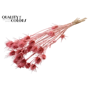 Cardi Distel Natural 10pc/bunch 55cm Frosted Pink