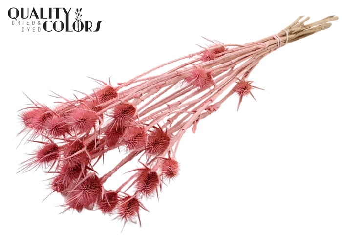 <h4>Cardi Distel Natural 10pc/bunch 55cm Frosted Pink</h4>
