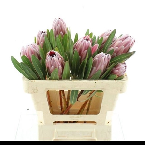 PROTEA PINK ICE