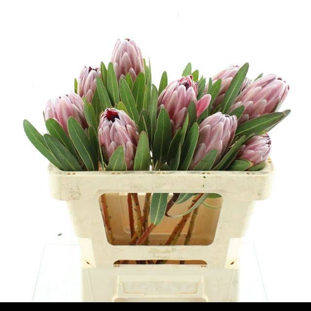 <h4>PROTEA PINK ICE</h4>