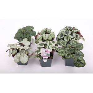 Cyclamen coum mix 9 cm
