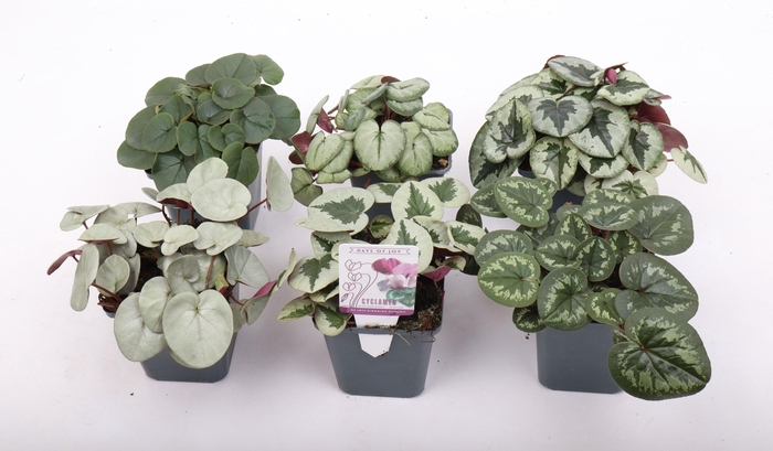 <h4>Cyclamen coum mix 9 cm</h4>