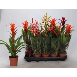 Bromelia Gem