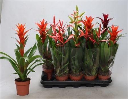 <h4>Bromelia Gem</h4>