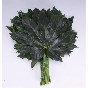 FATSIA JAPONICA BLAD