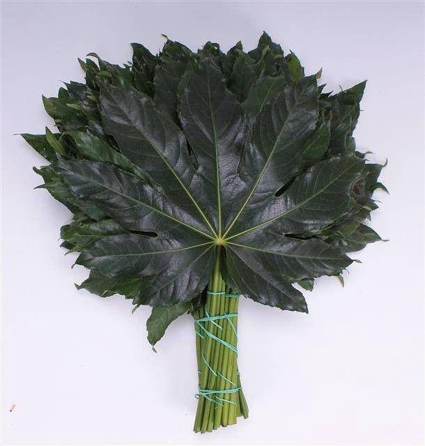 <h4>FATSIA JAPONICA BLAD</h4>