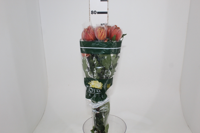 <h4>ANASTASIA DARK FUEGO 080 CM</h4>