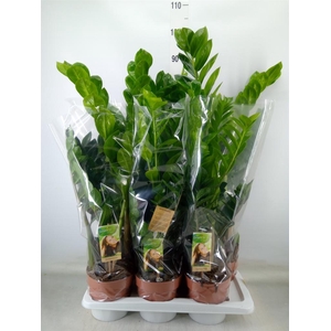 Zamioculcas zamiifolia