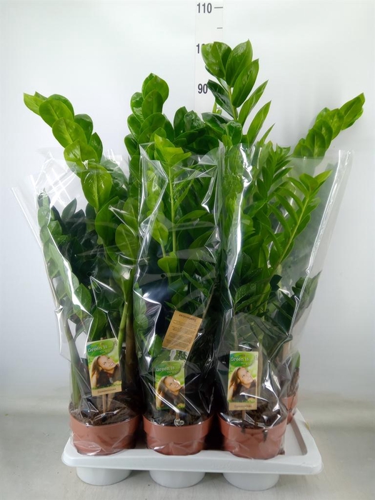 <h4>Zamioculcas zamiifolia</h4>