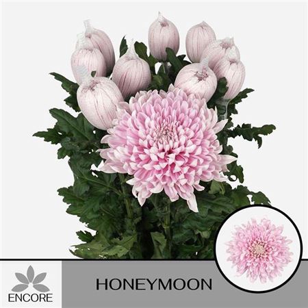 <h4>Chr G Honeymoon</h4>