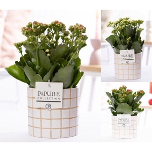 Kalanchoe mix in P&PURE Tirza Ceramics