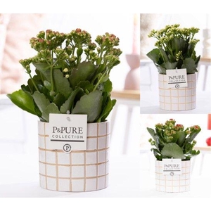 Kalanchoe mix in P&PURE Tirza Ceramics