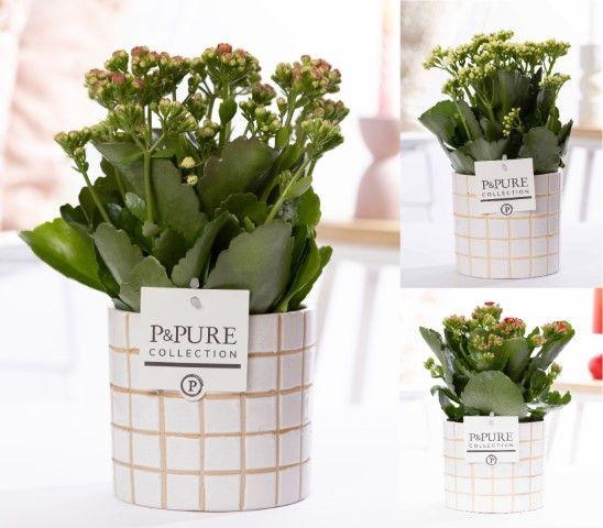 <h4>Kalanchoe mix in P&PURE Tirza Ceramics</h4>