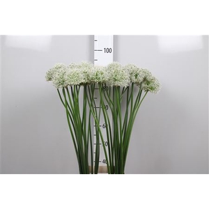 Allium Mount Everest