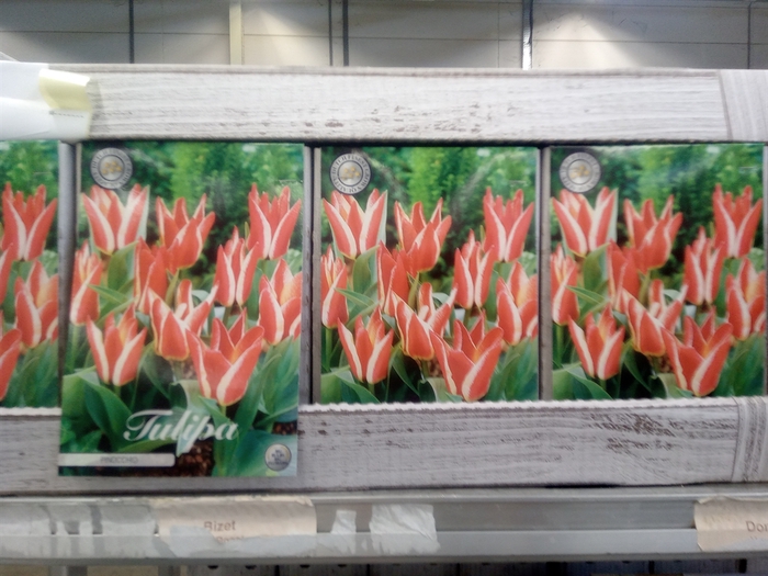 <h4>Tulipa   ...flowerbulbs</h4>