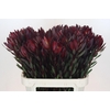 Leucadendron Saf Sunset Dark R.