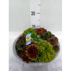 Sempervivum   ...