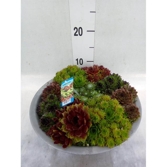 <h4>Sempervivum   ...</h4>