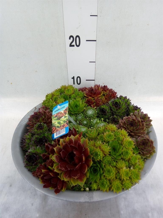 <h4>Sempervivum   ...</h4>