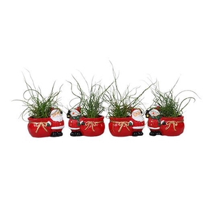 JUNCUS P6 L 66248 GLITTER