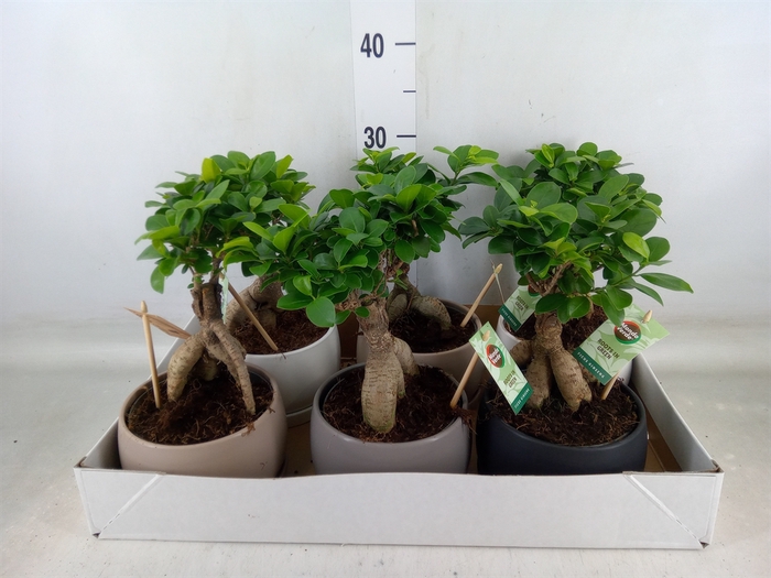 <h4>Ficus microcarpa 'Ginseng'</h4>