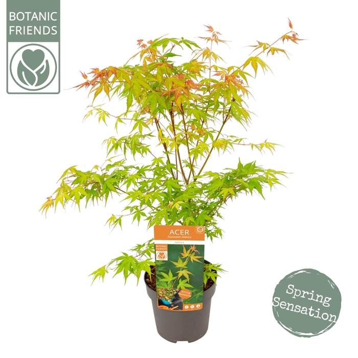 <h4>Acer palm. 'Katsura'</h4>