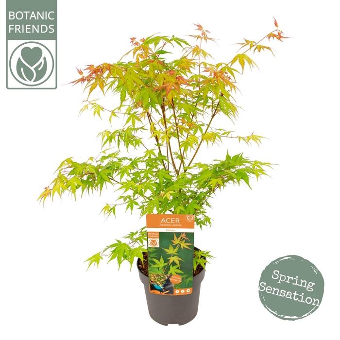 <h4>Acer palm. 'Katsura'</h4>