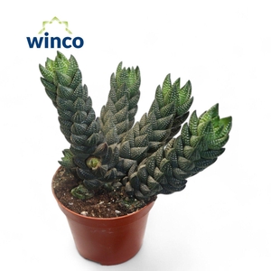 Haworthia Reinwardtii (group)