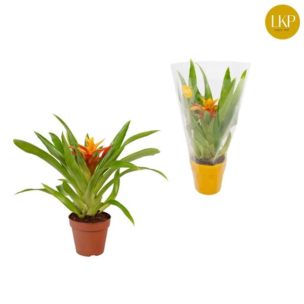 <h4>Guzmania Flava Geel (Met Hoes)</h4>