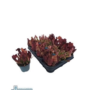 SARRACENIA OV