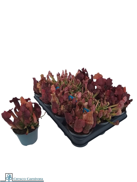 <h4>SARRACENIA OV</h4>
