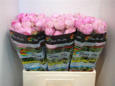 <h4>R Tr Mansfi Pink Pa</h4>