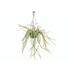 COLUMNEA MICROPHYLLA C21