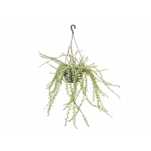 COLUMNEA MICROPHYLLA C21