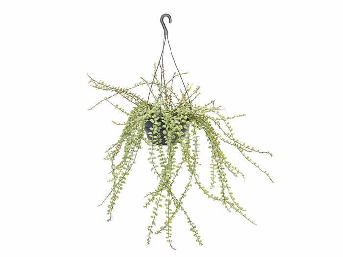 <h4>COLUMNEA MICROPHYLLA C21</h4>