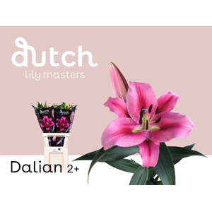 Li Or Dalian 2+ Lily Master